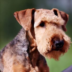 Airedale Terrier 