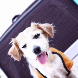 Pet travel 