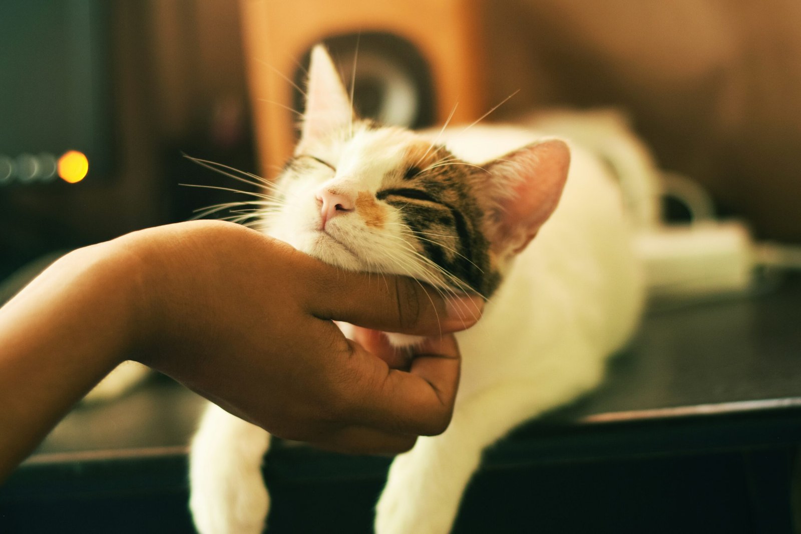 shallow focus photography of white and brown cat